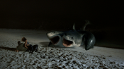 MEDIA - 6-HEADED SHARK ATTACK Image Gallery Previews