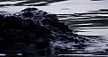 Picture of Black Water 24 / 61