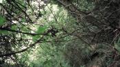 Picture of Black Woods 10 / 16
