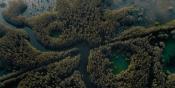 Picture of Caddo Lake 1 / 3